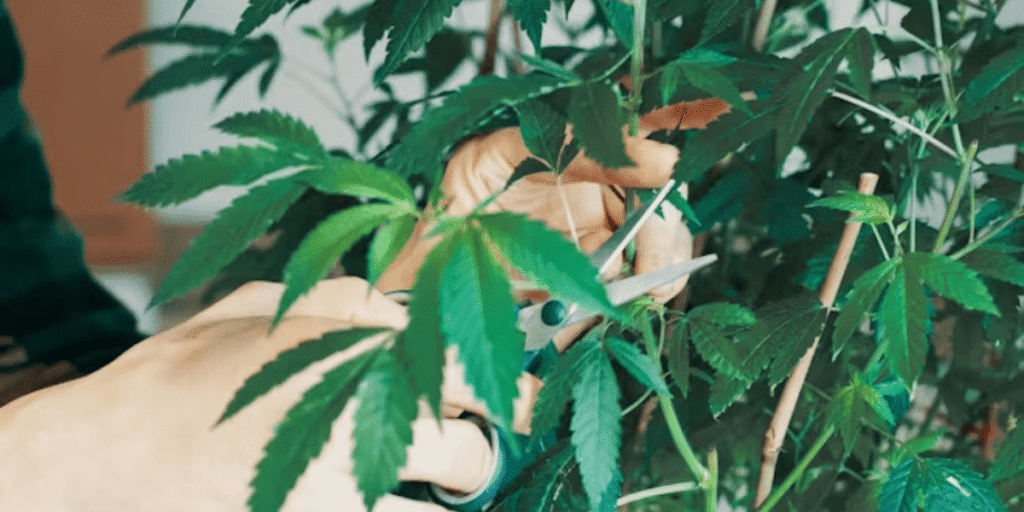 Pruning healthy cannabis cuttings to prevent clone rot and improve rooting success.