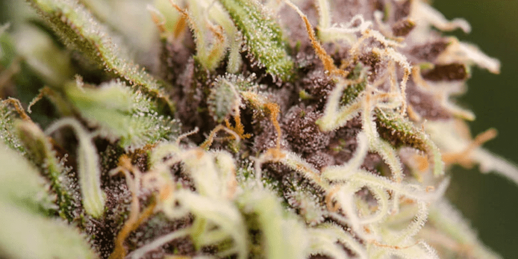 Reliable cannabis strains for cloning, ensuring consistent results and healthy plants.