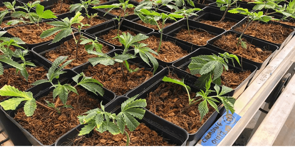 A cannabis plant growing healthily in soil with green leaves and sturdy stems, cultivated by Greenfuturehydro.