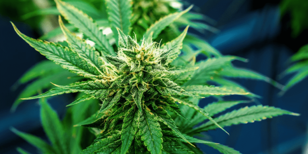 Hand top-pruning cannabis plant for better yields.