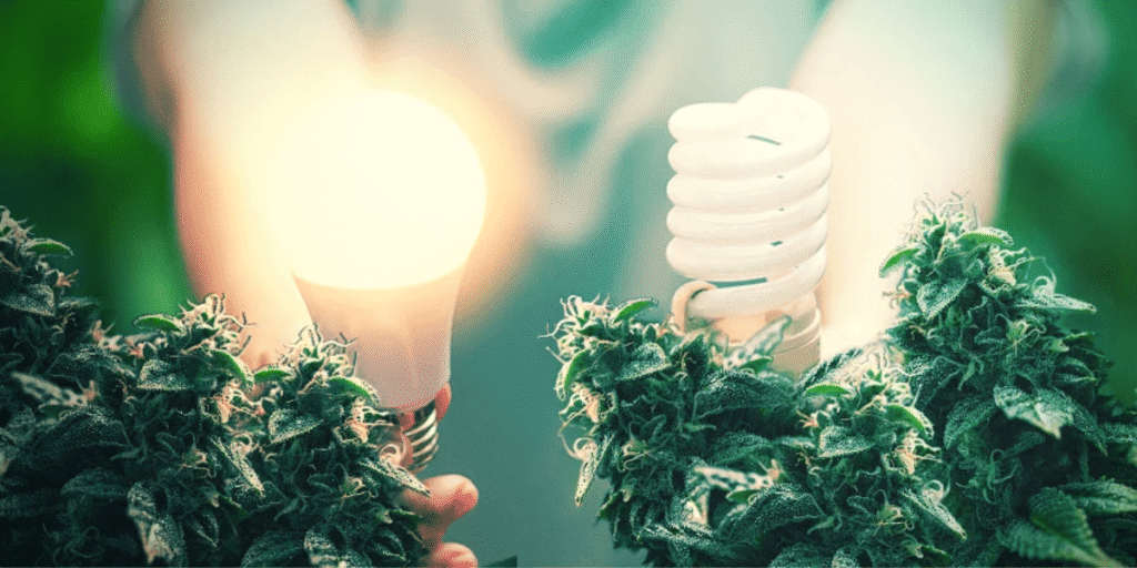 LED grow light for cannabis clone nutrient support With Greenfututrelight.