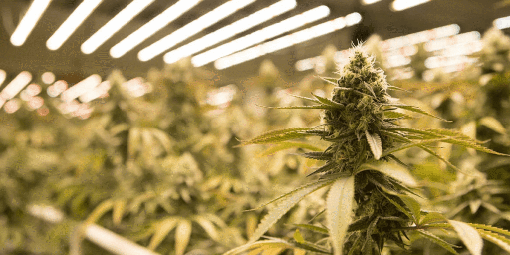 Cannabis Bud Rot: How to Prevent and Treat It?