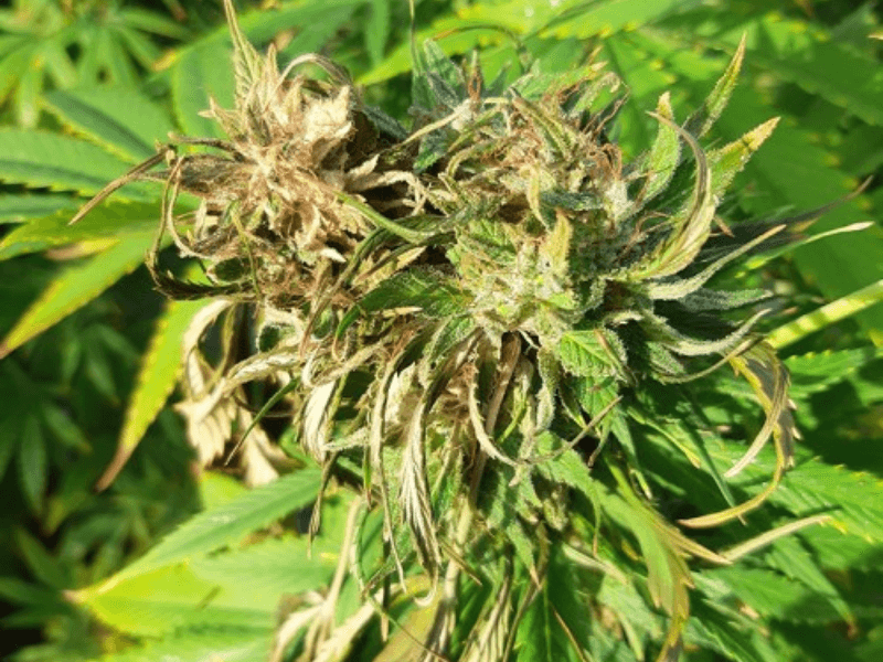 Close-up of cannabis bud rot symptoms with gray mold and browning center.