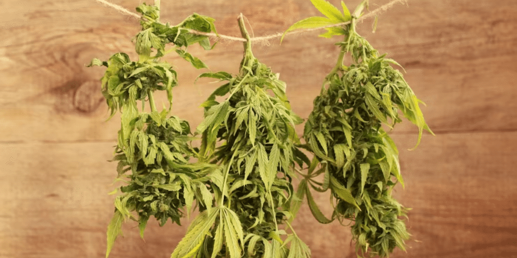 Cannabis buds hanging to dry in controlled environment.