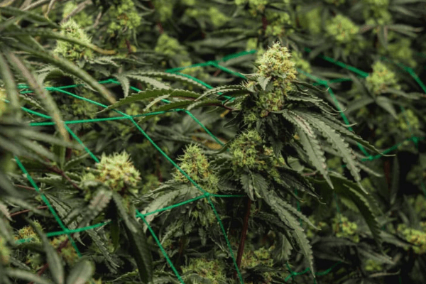 Cannabis flower bud growth under varying light spectrum, illustrating the effect of light spectrum during flowering stage.