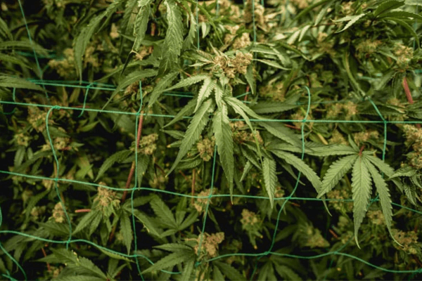 Cannabis flower bud spectrum optimization highlighting ideal light spectrum range and illumination during flowering.