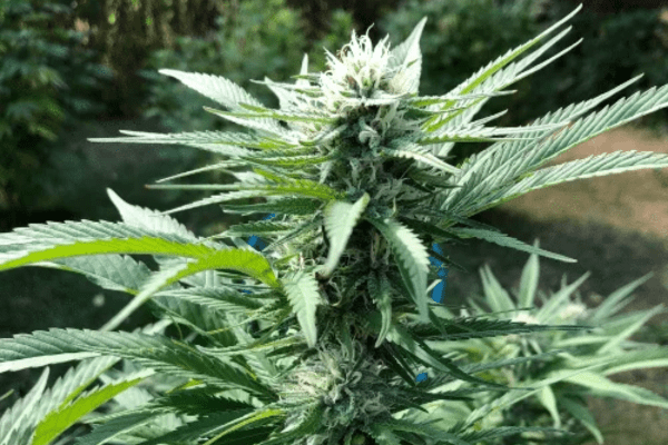 Close-up of healthy cannabis plant leaves and flowering buds showcasing plant vitality.