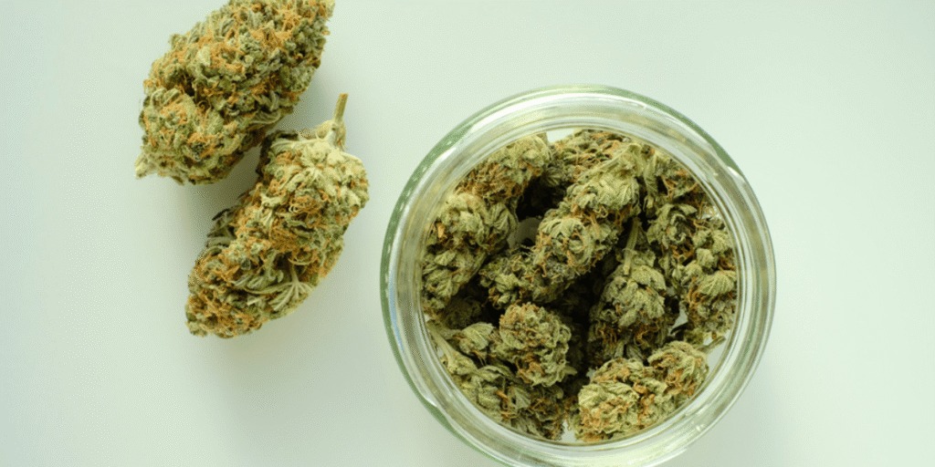 Curing cannabis in glass jars to enhance flavor and potency.
