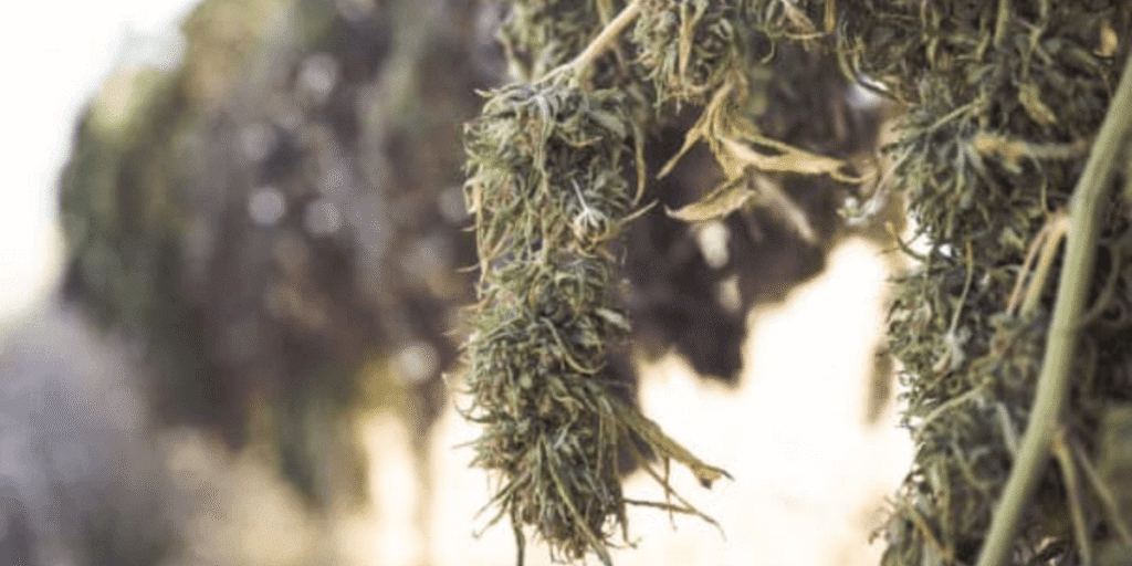Freshly harvested cannabis buds hanging upside down to dry.