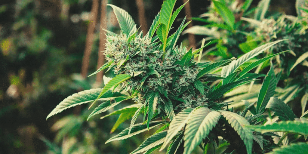 Close-up of resin-rich cannabis flower by Greenfuturelight.