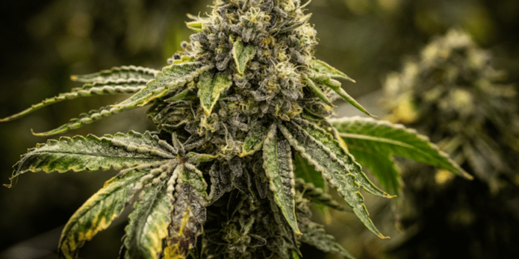 Cannabis genetics for high resin production by Greenfuturelight.