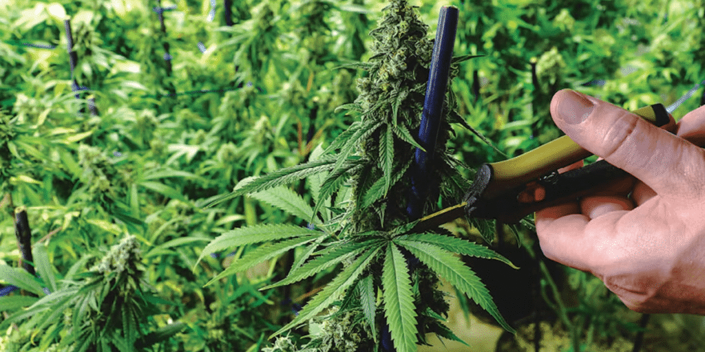 Cannabis defoliation to increase light penetration and resin production by Greenfuturelight.