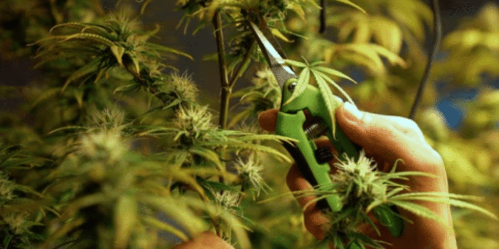 Low-stress training technique for improved cannabis resin by Greenfuturelight.