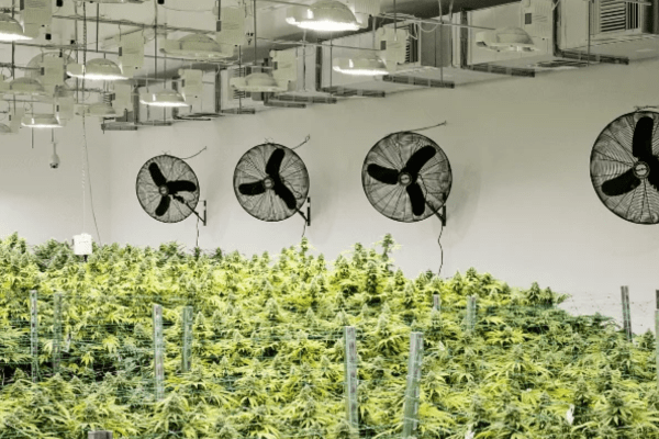 Indoor fan gently blowing on cannabis plants to improve air circulation and prevent mold growth.