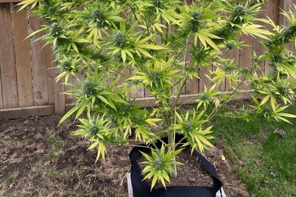 Outdoor cannabis plants thriving under natural sunlight in an open environment.