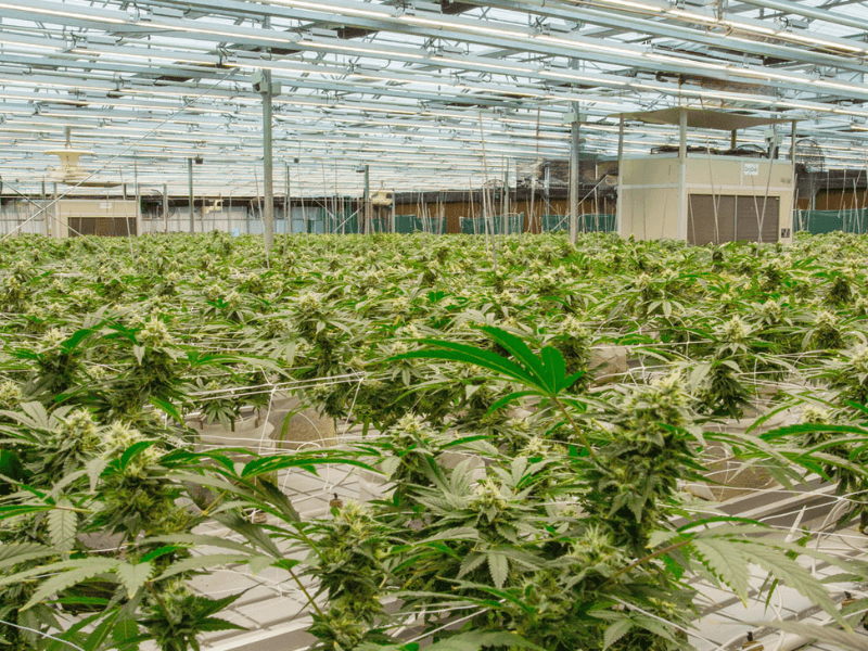 Proper cannabis plant spacing to reduce moisture and prevent bud rot.