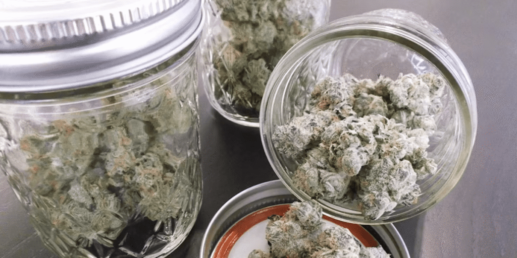 Storing dried cannabis buds in an airtight glass jar.
