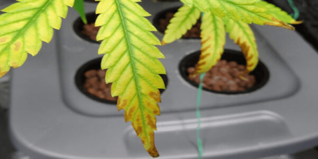 Close-up of cannabis leaf with light burn damage and discoloration.