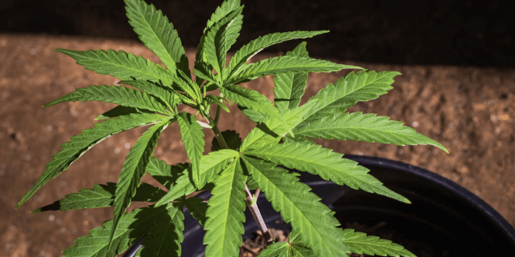 Monster cropping result on re-vegged cannabis with bushy branches.