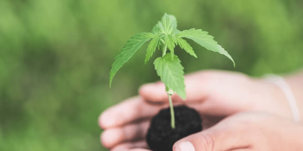 Healthy cannabis seedlings display showcasing early growth stages in controlled environment.