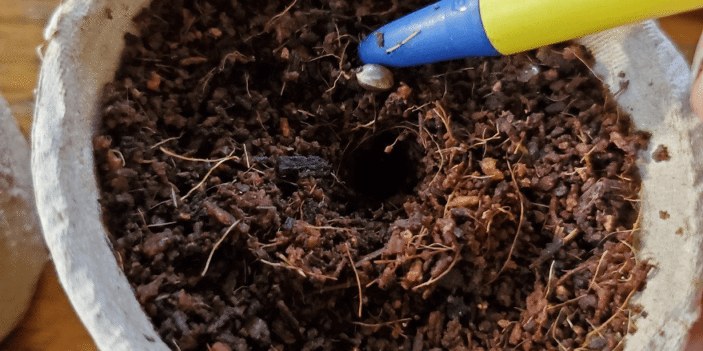 Cloning cannabis plants in nutrient-rich soil for optimal root development.