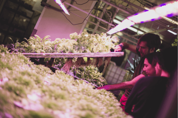 People inspecting vegetables growing under grow lights inside a greenhouse.