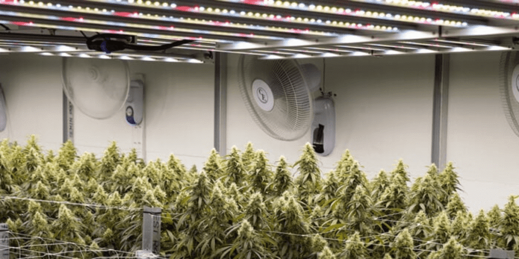 Healthy cannabis plants thriving in a controlled greenhouse environment.