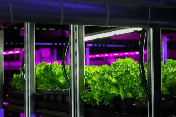 Vegetables growing on indoor vertical farming racks.