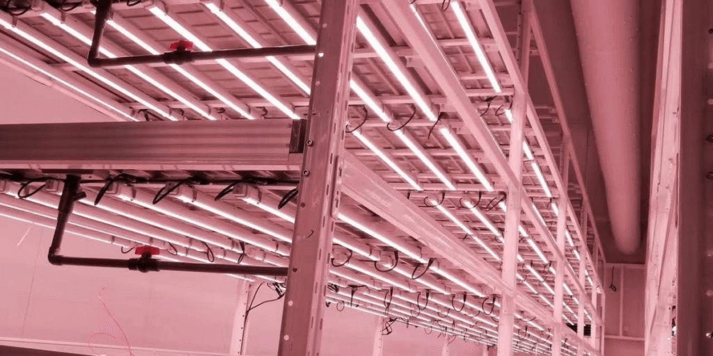 Indoor vertical farming system illuminated with modern grow lights for optimal plant growth.