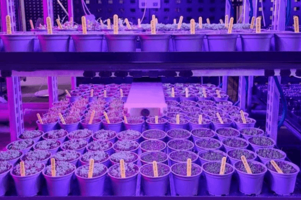 LED purple grow light used for seedling cultivation.