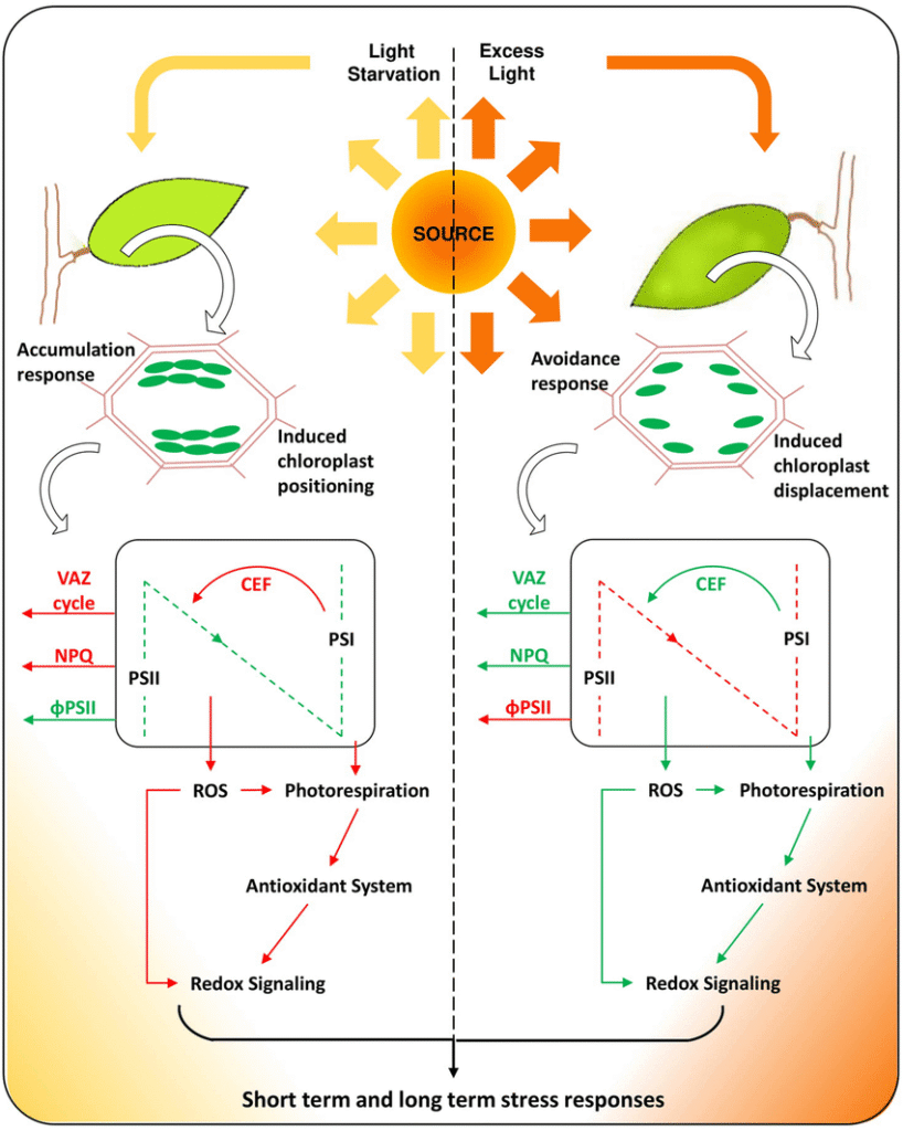 Illustration of plant responses to short-term and long-term light stress conditions.