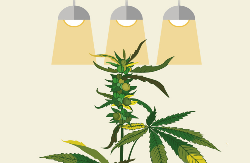 Lighting diagram showing optimal light spectrum and intensity for healthy plant growth.