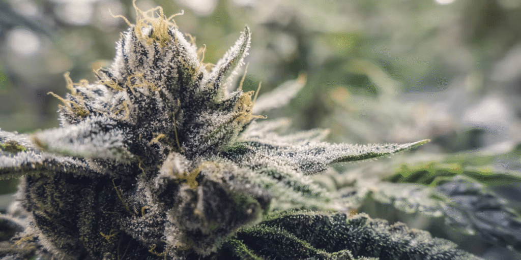 Slow or stalled regrowth in cannabis after harvest.