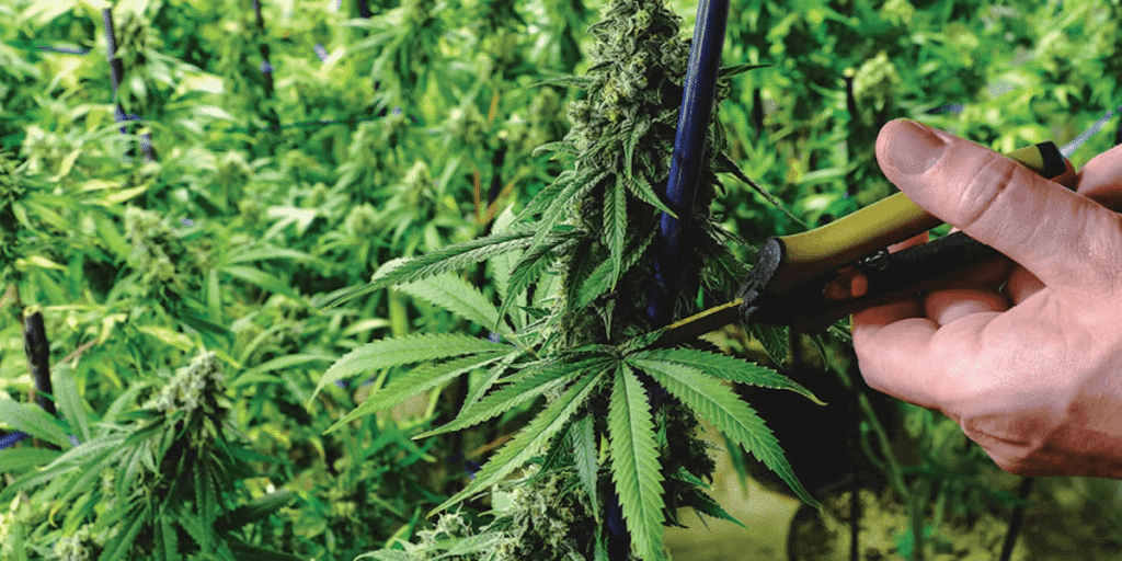 Taking healthy cannabis cuttings for cloning to ensure successful propagation.