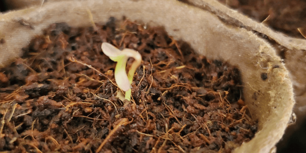 Transplanting rooted cannabis clones into larger pots for continued growth.
