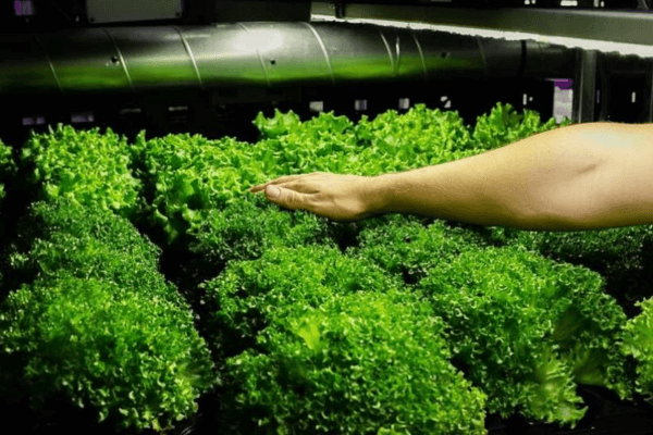 Vegetables thriving under grow lights for optimal growth.