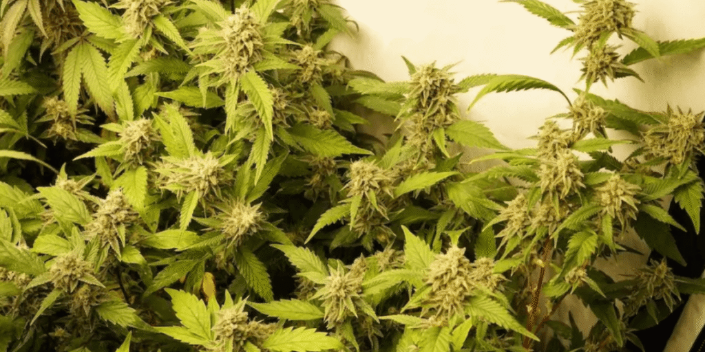 Re-veg cannabis plant showing early vegetative regrowth after harvest.