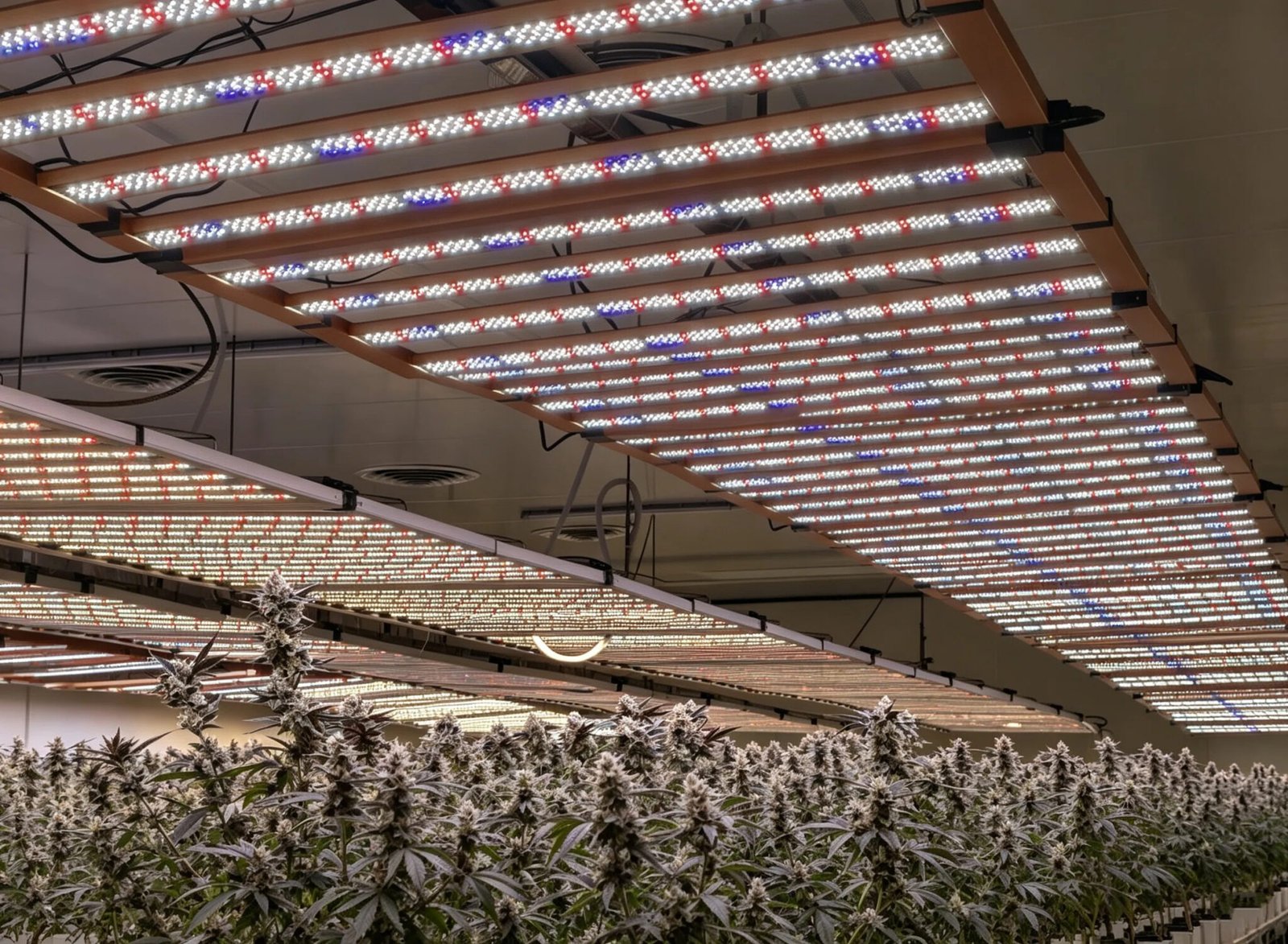 Greenhouse LED Grow Light System.